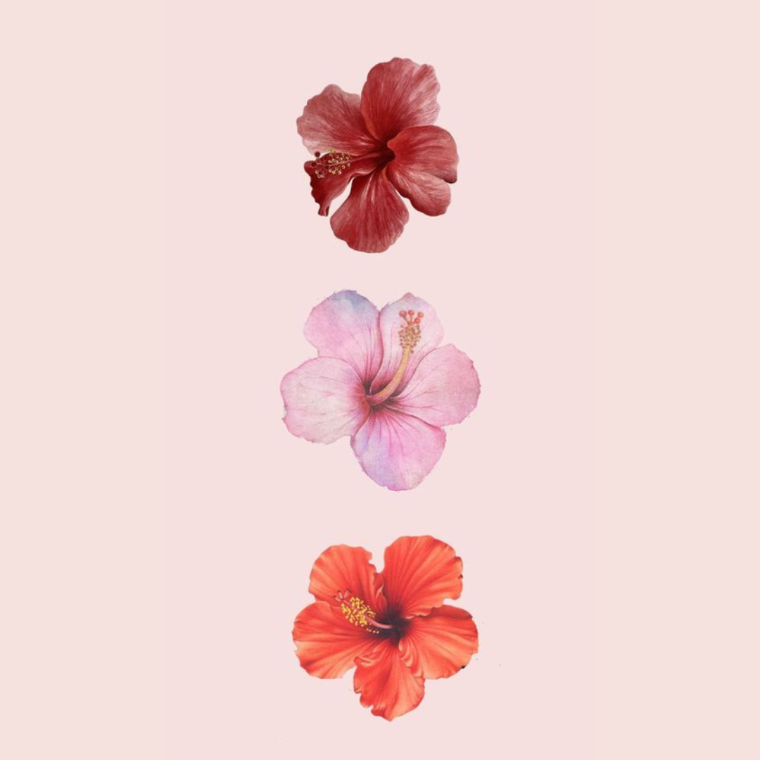 Paint by Numbers – Delicate Hibiscus Flowers